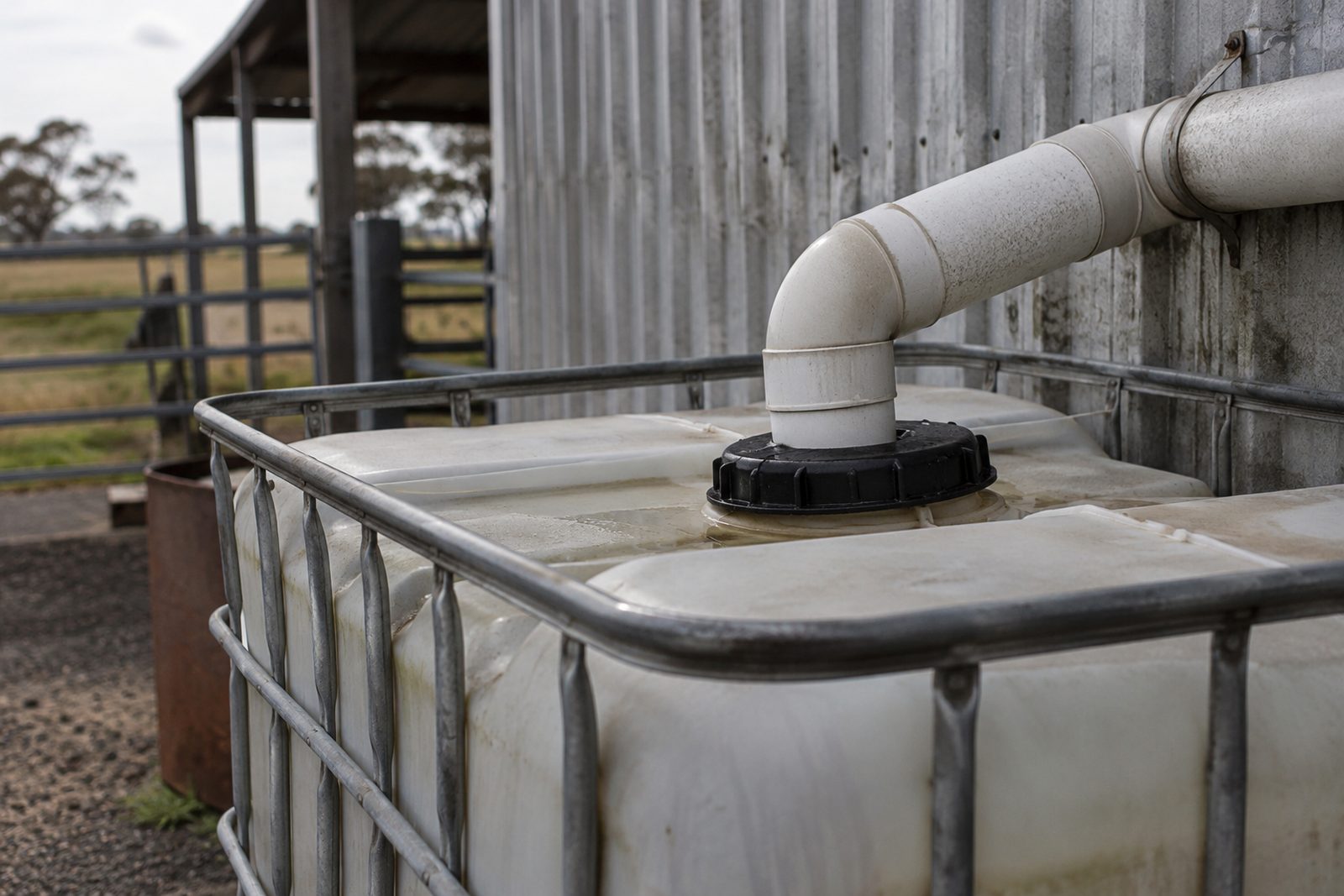 IBC tank used as a rainwater tank beside a shed, close-up